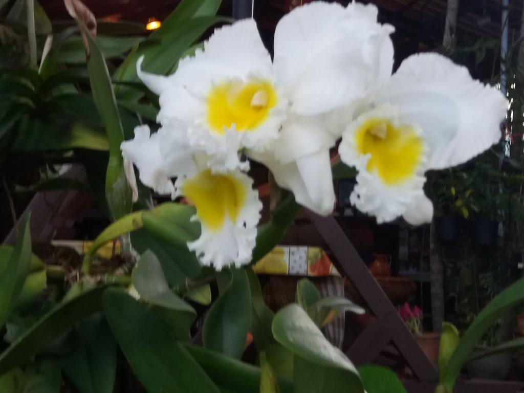 Hollanda Montri Guesthouse Chiang Mai Luaran gambar