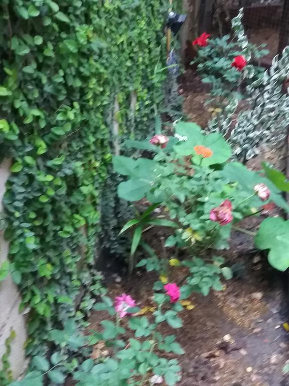 Hollanda Montri Guesthouse Chiang Mai Luaran gambar